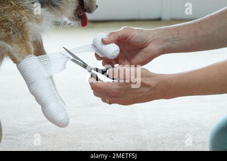 Besitzer, der mit elastischem Mullverband an der Pfote des Jack russell einen Verband anlegt Stockfoto