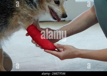 Besitzer, der die Pfote von Jack russell mit Klebeband verbunden hat Stockfoto