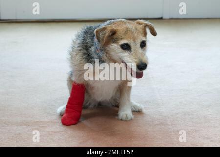 Älterer Jack russell mit bandagierter Pfote Stockfoto