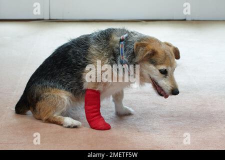 Älterer Jack russell mit bandagierter Pfote Stockfoto