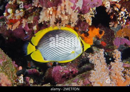 Schwarzbutterfisch (Chaetodon melannotation), Tauchplatz am Daedalus Reef, Ägypten, Rotes Meer Stockfoto