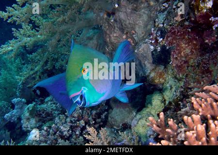 Rostiger Papageienfisch (Scarus ferrugineus), Tauchplatz am Daedalus Reef, Ägypten, Rotes Meer Stockfoto