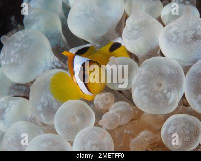Junger Clownfisch (Amphiprion bicinctus) in seiner Blasenkoralle (Plerogyra sinuosa), Tauchplatz House Reef, Mangrove Bay, El Quesir, Rotes Meer Stockfoto