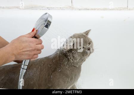 Blaue Britisch Kurzhaar: Baden Sequenz Stockfoto