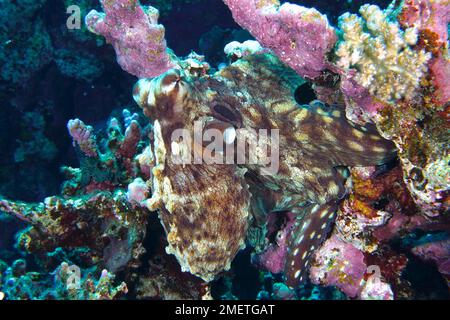 Großer blauer Tintenfisch (Octopus cyaneus), Tauchplatz Hausriff, Mangrove Bay, El Quesir, Rotes Meer, Ägypten Stockfoto