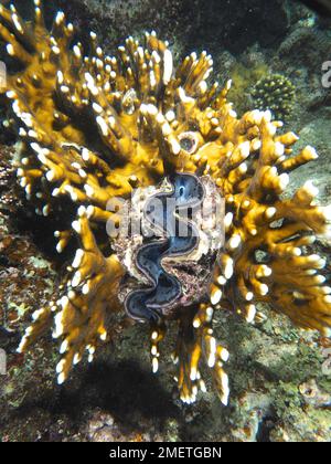 Maxima Muschel (Tridacna maxima), Riesenmuschel in Netzfeuer-Korallen (Millepora Dichotoma), Tauchplatz House Reef, Mangrove Bay, El Quesir, Rotes Meer Stockfoto