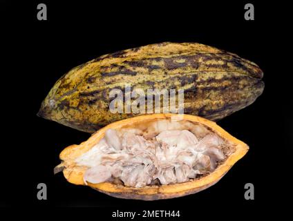 Eine ganze und eine halbierte Kakaobutter (Theobroma Cacao L.) mit den Samen, Kakaobohnen, Lebensmittelfotografie mit schwarzem Hintergrund Stockfoto