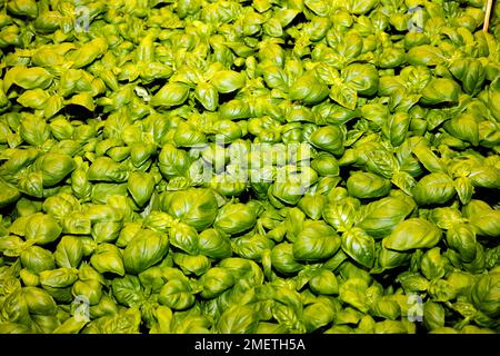 Kleines Feld mit Basilikum (Ocimum basilicum), Lebensmittelfotografie Stockfoto