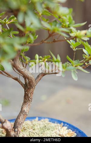 Raffination einer Azalea, Azalea Satsuki (Rhododendron indicum), verdünnte Astspitzen Stockfoto