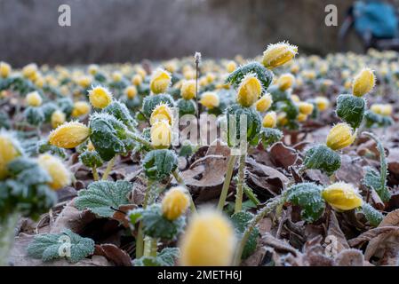 Eisgekühlte Winterakoniten (Eranthis hyemalis), Magdeburg, Sachsen-Anhalt, Deutschland Stockfoto
