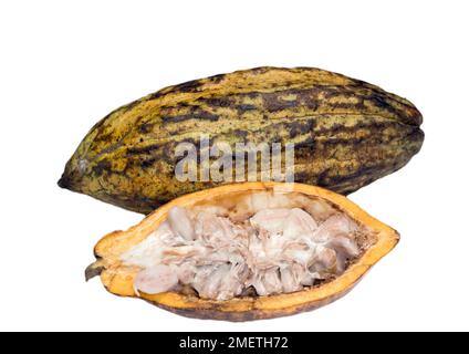 Eine ganze und eine halbierte Kakaobutter (Theobroma Cacao L.) mit den Samen, Kakaobohnen, Lebensmittelfotografie mit weißem Hintergrund Stockfoto