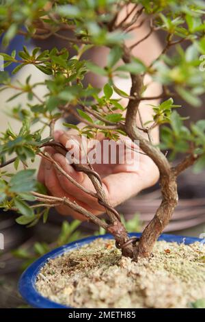 Raffination einer Azalea, Azalea Satsuki (Rhododendron indicum), Verdrahtung und Formung des Baumes Stockfoto