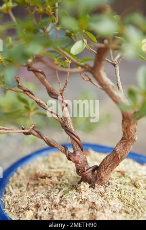 Raffination einer Azalea, Azalea Satsuki (Rhododendron indicum), Verdrahtung und Formung des Baumes Stockfoto