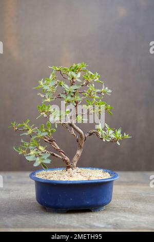 Raffination einer Azalea, Azalea Satsuki (Rhododendron indicum), verdrahteter Baum Stockfoto