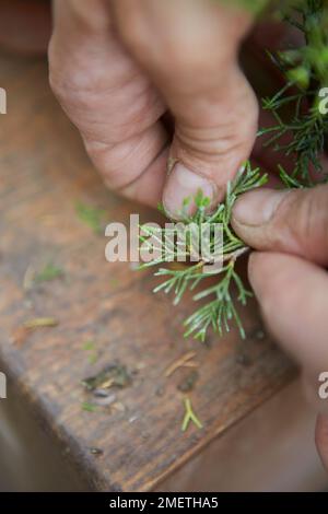 Chinesischer Wachtel (Juniperus Chinensis „Itoigawa“), der eine Wacholderkaskade erzeugt und die Blätter sorgfältig reinigt Stockfoto