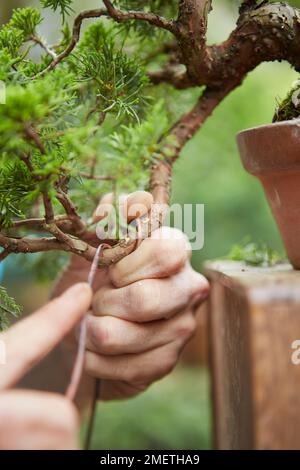 Chinesischer Wacholdermann (Juniperus Chinensis „Itoigawa“), der eine Wacholderkaskade schafft, Wring Stockfoto