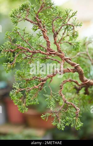 Chinesischer Juniper (Juniperus Chinensis „Itoigawa“), die eine Juniper Kaskade mit verdrahteten Zweigstellen schafft Stockfoto