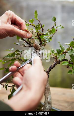 Einen halb toten Hornbalkbaum retten, totes Holz schaffen, das Hartholz Formen Stockfoto