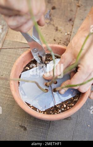 Erstellen eines Ahorns in Klumpenform, Verklumpung auf der Bodenoberfläche, Anbringen des Ankerdrahts über den Kunststoff Stockfoto