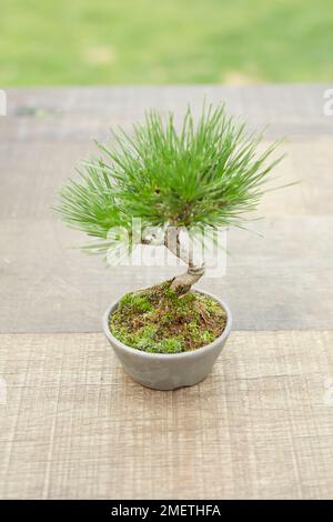 Japanische Schwarze Kiefer (Pinus thunbergii) Stockfoto