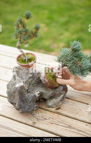 Eine Felspflanzung mit einer windabgepeitschten Fünfnadel-Pinie, die die Ausrichtung des Felses und den Platz des Baumes bestimmt Stockfoto