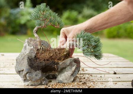 Wir bauen Felsen aus, indem wir mit fünf Nadeln aus dem Wind gepflügt, den zweiten Baum in Position bringen und festbinden Stockfoto