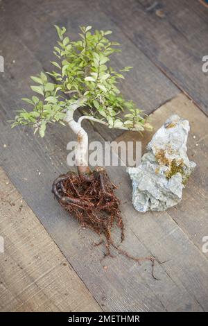 Die Ulmus parvifolia (chinesische Elme), die einen Bonsai mit Wurzeln über dem Stein herstellt, wird geröstet und spült Wurzeln Stockfoto