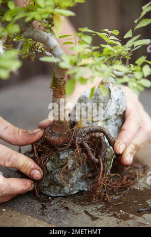 Ulmus parvifolia (chinesische Elme), der einen Bonsai mit Wurzeln über dem Felsen herstellt Stockfoto