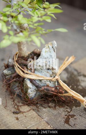 Ulmus parvifolia (chinesische Elme), ein Bonsai mit Wurzeln über Stein, bindet die Wurzeln mittels Raffia fest an den Stein Stockfoto