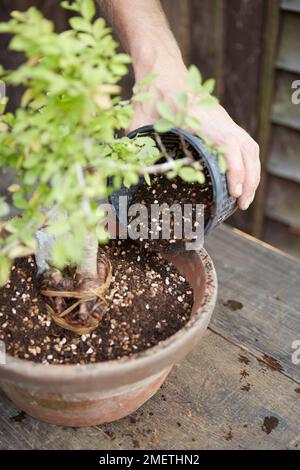 Herstellung eines Bonsai mit Wurzel über Stein, Ulmus parvifolia (Chinesische Elme), in die Bodenmischung eingießen Stockfoto