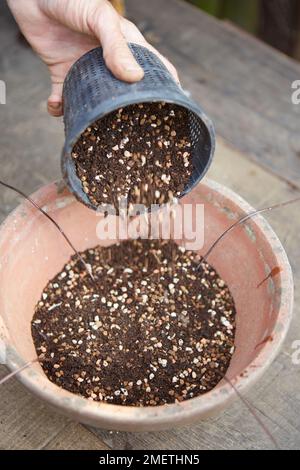 Einen Bonsai mit Wurzel über Stein herstellen, den Topf zubereiten, die Bodenmischung eingießen Stockfoto