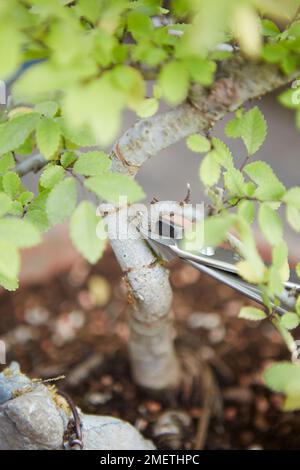 Einen Bonsai mit Wurzeln über Stein herstellen, Ulmus parvifolia (Chinesische Elme), den Baum stylen, unerwünschte Äste und Triebe entfernen Stockfoto