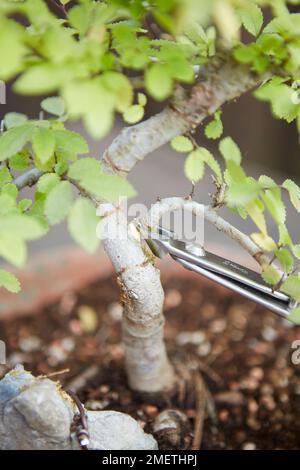 Einen Bonsai mit Wurzeln über Stein herstellen, Ulmus parvifolia (Chinesische Elme), den Baum stylen, unerwünschte Äste und Triebe entfernen Stockfoto