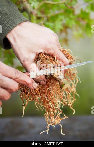 Acer palmatum (japanischer Ahorn), Luftschichten, Absägen des alten Stamms Stockfoto