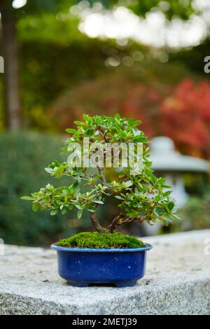 Azalea Satsuki, Rhododendron indicum, 3 Monate nach der Raffination Stockfoto