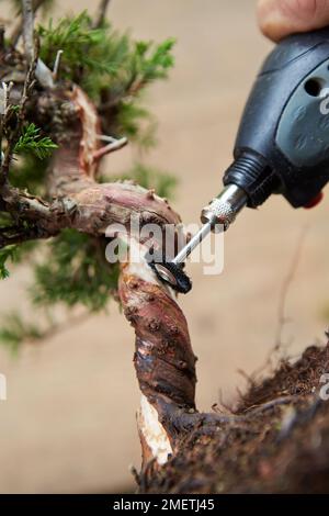 Verdrehte Totholzjuniper (Literarti Totholz schrägt Juniper), glättet Fasern am Shari mit einer Schleifspitze an einem Drehwerkzeug Stockfoto