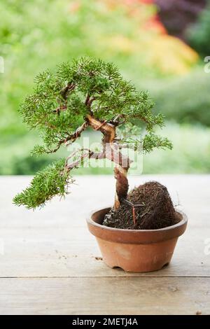 Verdrehter Wacholderbaum (Literarti Deadwood slanting Juniper), fertiger Baum, der in einem neuen Winkel gepflanzt werden sollte Stockfoto