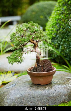 Verdrehter Wacholderbaum (Literarti Deadwood slanting Juniper), fertiger Baum, der in einem neuen Winkel gepflanzt werden sollte Stockfoto