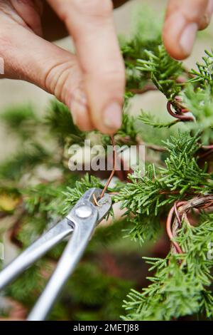 Styling Young Chinese Juniper (Juniperus chinensis), Verkabelung Stockfoto