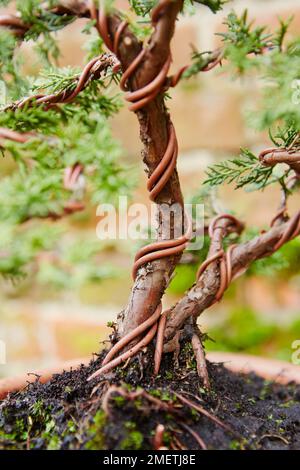 Styling des jungen chinesischen Juniper (Juniperus chinensis), Verdrahtung, Verwendung von doppeltem Kupferdraht für zusätzliche Flexibilität Stockfoto