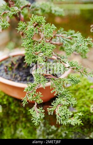 Junger Juniperus chinensis (Chinesischer Wacholder), Verdrahtung von Zweigstellen Stockfoto