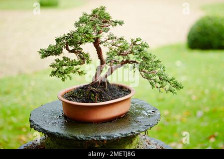 Junger Juniperus chinensis (Chinesischer Wacholder), Drahtbaum Stockfoto