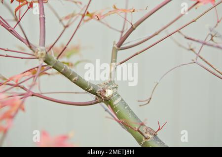 Bonsai Acer palmatum 'Deshojo', japanischer roter Ahorn, schwächere Äste Stockfoto