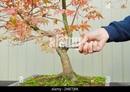 Bonsai Acer palmatum „Deshojo“, japanischer roter Ahorn, Schnitt Stockfoto