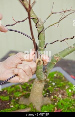 Bonsai Acer palmatum „Deshojo“, japanischer roter Ahorn, Verkabelung Stockfoto