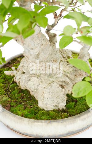 Japanische Holly (Ilex Crenata), Stammbasis Stockfoto