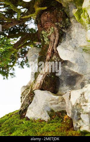 Chinesischer Wachtel (Juniperus Chinensis „Itoigawa“) Stockfoto