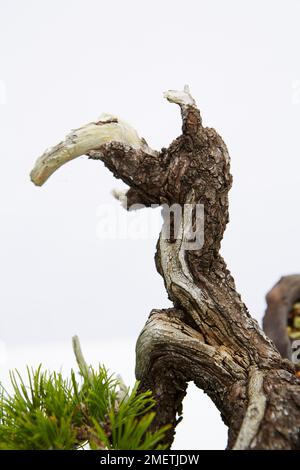 Bergkiefer (Pinus Mugo), Totholz Stockfoto