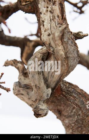 Schwarzdorn oder SSloe (Prunus Spinosa), Totholz Stockfoto