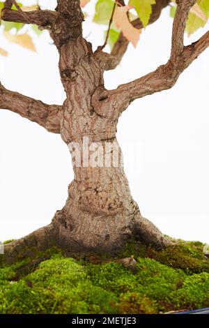 Amur Maple (Acer ginnala), Nebel, die sich weit über die Oberfläche ausbreiten Stockfoto